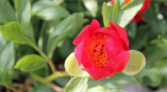 Bal Arıları Bu Çiçek İçin 300 Km Uçuyor, (Kan Çiçekleri) Dünyada Yalnızca Mersin Silifke De Yetişiyor