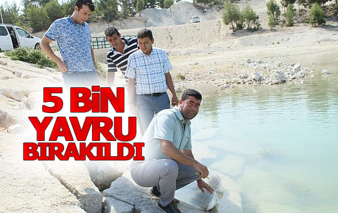 Mersin Gülnar'da 5 Bin Yavru Sazan Yassıbağ Göletine Bırakıldı