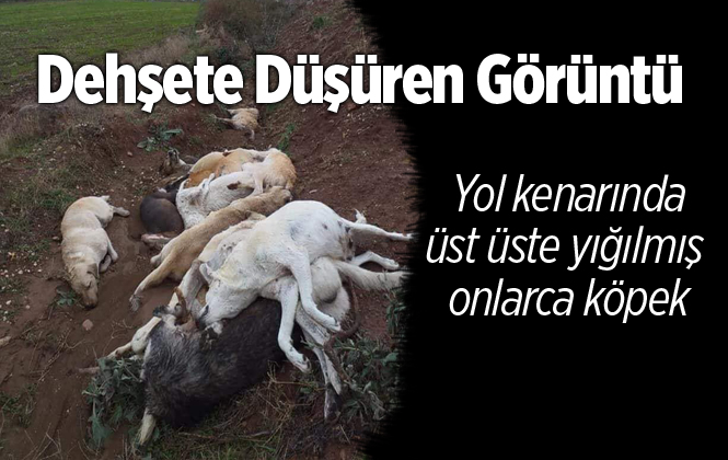 Osmaniye'de Onlarca Köpek Ölüsü Bulundu