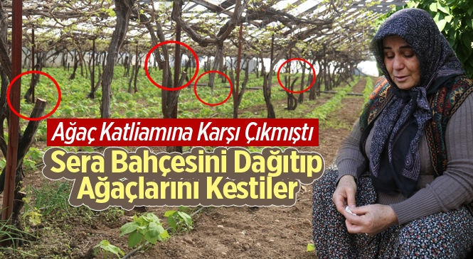 Mersin'de Ağaç Katliamına Karşı Çıkan Muhtarın Bahçesini Katlettiler