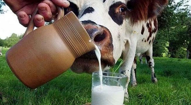 Ticari Süt İşletmelerince Mart Ayında 878 Bin 593 Ton İnek Sütü Toplandı