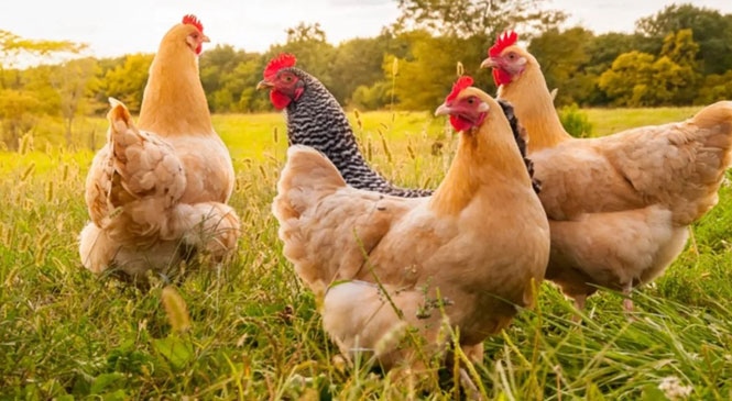 Tavuk Eti Üretimi 191 Bin 629 Ton, Tavuk Yumurtası Üretimi 1,7 Milyar Adet Olarak Gerçekleşti
