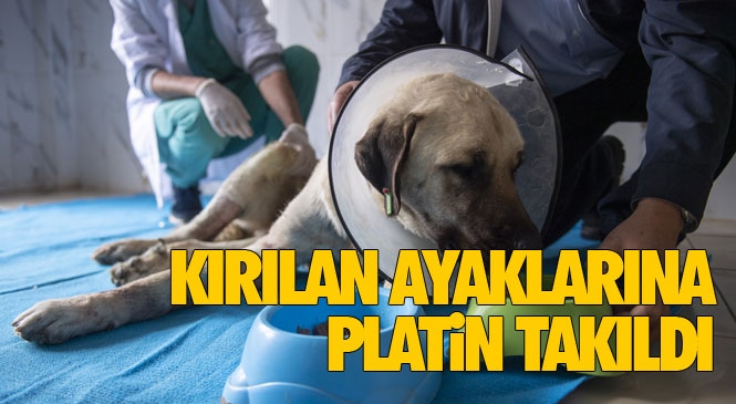 Mersin'de Trafik Kazasında Ayakları Kırılan Çoban Yıldızı Adının Verildiği Sokak Köpeğinin İki Ayağına da Platin Takıldı