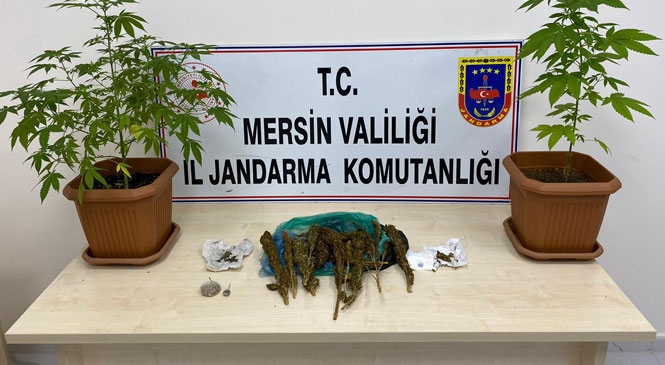 Mersin Erdemli Çeşmeli'de Jandarmanın Operasyon Yaptığı Evin Banyosunda Saksıya Ekilmiş Kenevir Bitkisi Ele Geçirildi