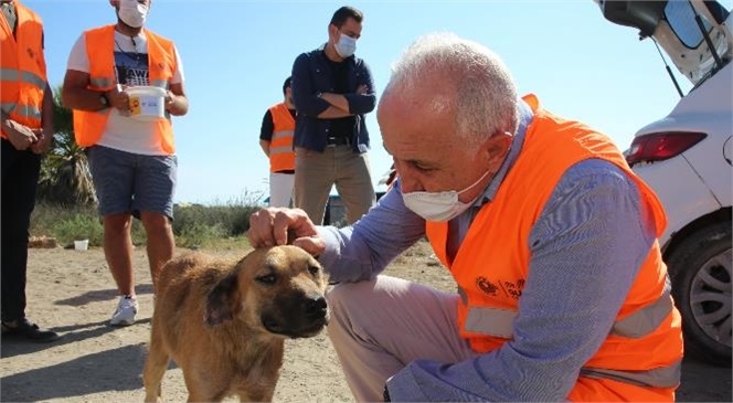 Akdeniz Belediye Başkanı Gültak, Sokak Hayvanlarına Mama ve Su Dağıttı