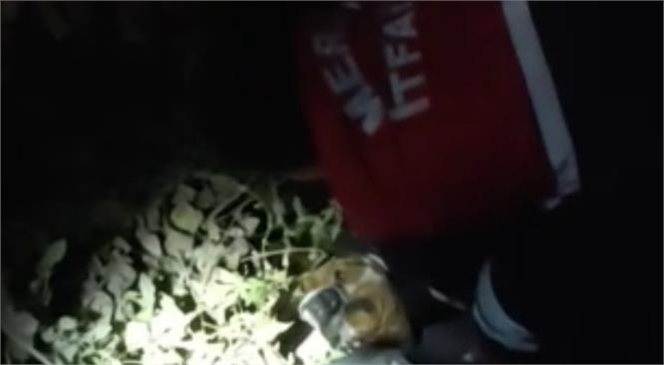 Mersin Tarsus'ta Sulama Kanalına Düşen Köpeği İtfaiye Ekipleri Kurtardı