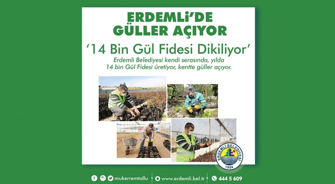 "14 Bin Gül Fidesi Dikiliyor, Erdemli’ de Güller Açıyor"