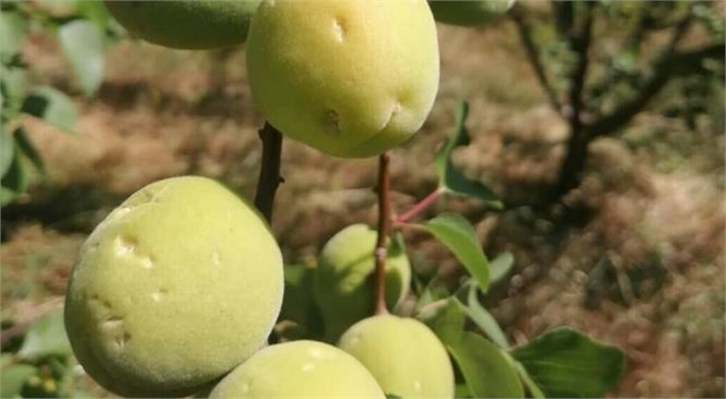 Mersin'in Mut İlçesine Bağlı Birçok Bölgede Etkili Olan Dolu Yağışı Meyve Ağaçlarına Zarar Verdi