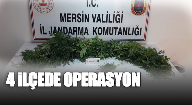 Jandarmadan Mersin Gülnar, Anamur ve Tarsus'ta Yasa Dışı Hint Keneviri Operasyonu
