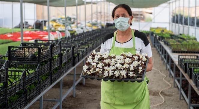 Kooperatif Bünyesindeki Kadınlar 2 Milyon Çiçek Daha Yetiştirdi