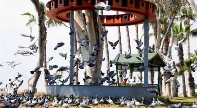 Sahildeki Kuşlar İçin 48 Odalı Kuş Evi! Mersin Büyükşehir’den Kuşlar İçin Yuva Konforunda Kuş Evi