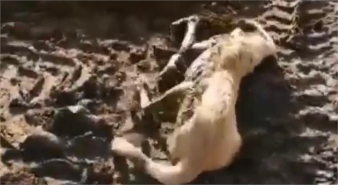 Mersin Mut’ta Hayvan Gübresinde Mahsur Kalan Köpeği İtfaiye Kurtardı