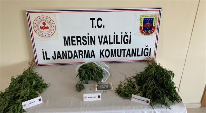 Mersin Tarsus'ta Yasa Dışı Kenevir Operasyonu Düzenlendi