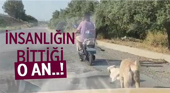 Mersin’de Elektrikli Bisiklete Bağlanıp Sürüklenen Köpek Koruma Altına Alındı