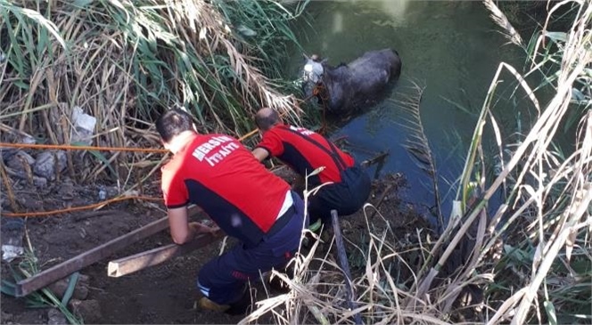 Tarsus’a Bağlı Konaklar Mahallesi’nde Sulama Kanalına Düşen At, Mersin Büyükşehir Belediyesi İtfaiyesi Arama-kurtarma Ekipleri Tarafından Çıkartıldı