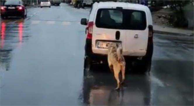 Mersin'de Bir Kişi Köpeği Aracına Bağlayarak Kilometrelerce Koşturdu