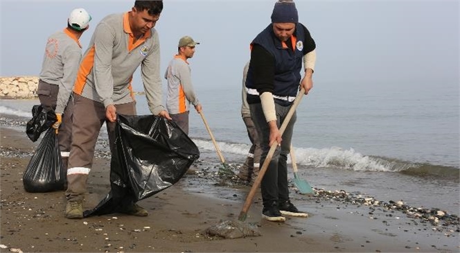 Sahile Vuran Ölü Denizanalarını Erdemli Belediyesi Ekipleri Temizliyor