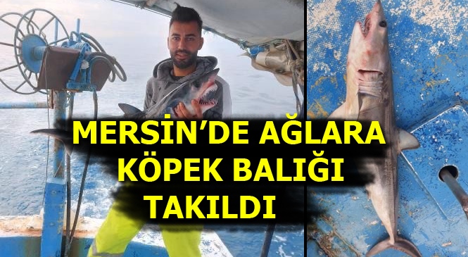 Mersin'de Ava Çıkan Balıkçı Köpek Balığı Avladı