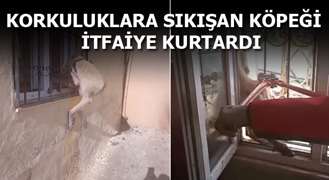 Mersin Tarsus’ta Pencere Korkuluklarına Sıkışan Köpeği İtfaiye Ekipleri Kurtardı