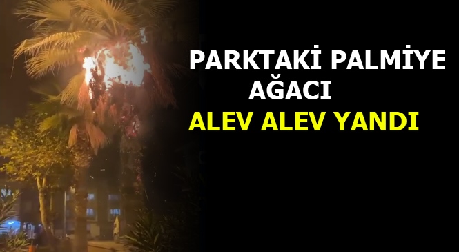 Mersin'de Bir Parktaki Palmiye Ağacı Alev Alev Yandı