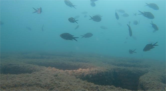 Yapay Resifler Mersin Denizinde Canlıların Beslenme ve Üreme Alanı Oldu