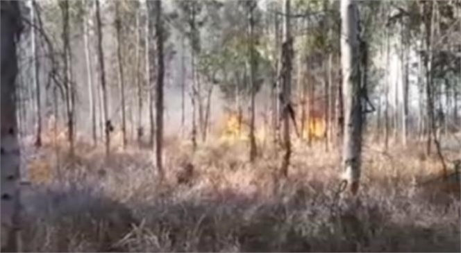 Tarsus Karabucak Ormanında Yangın, 10 Dönümlük Alan Zarar Gördü