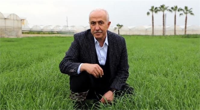 Akdeniz Belediyesi Deneme Amaçlı Ektiği Ata Yadigârı Karakılçık Tohumunun Üretiminden Büyük Verim Elde Etti