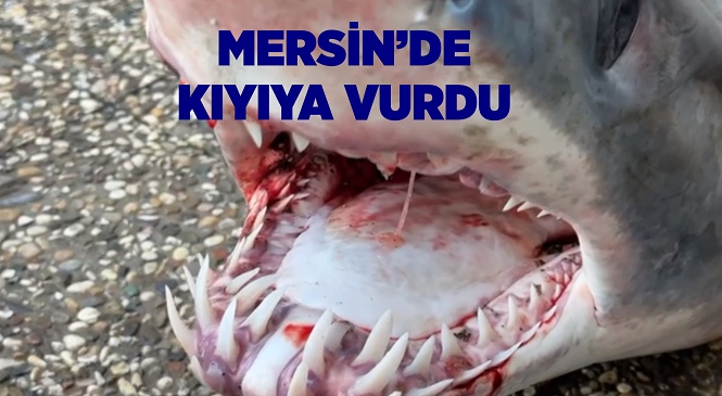 Mersin’de Nesli Tükenmekte Olan Yüzgeçli Köpek Balığı Kıyıya Vurdu