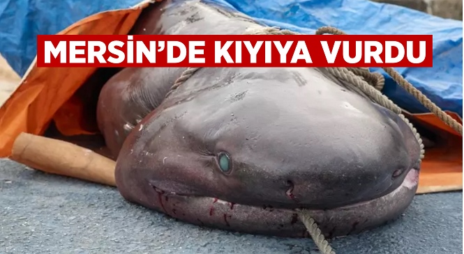 Balıkçılık Faaliyetleri Sonucu Ölen Camgöz Köpek Balığı Karaya Vurdu, Karaya Vuran Köpek Balığı’nı Büyükşehir Ekipleri Çıkardı