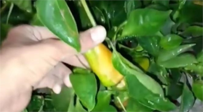 Sıcağın Kavurduğu Biberler Çiftçiye Zarar Verdi