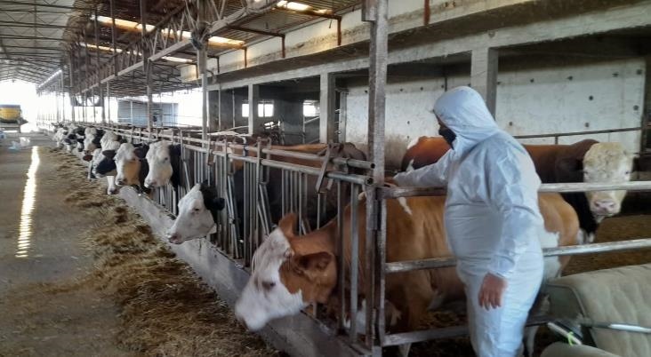 Mersin Genelinde Şap Hastalığının Yayılmasını Önleme Mücadelesi