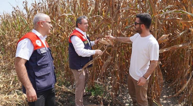Mersin Tarsus'ta Mısır Hasadına Başladı