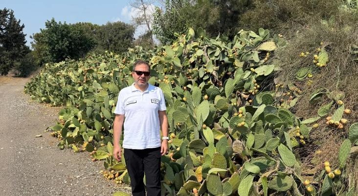 Mersin Alata'da Dikenli İncir Üretim Çalışması