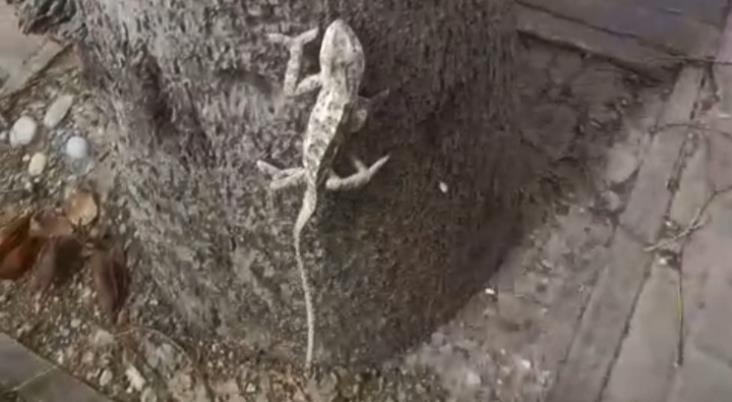 Tarsus Atatürk Parkında Nesli Tükenmekte Olan Bikalemun Görüntülendi