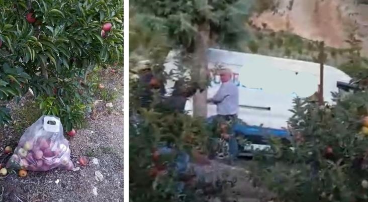 Mersin Mezitli Tepeköy’de Bahçede Meyve Hırsızı Yakalandı