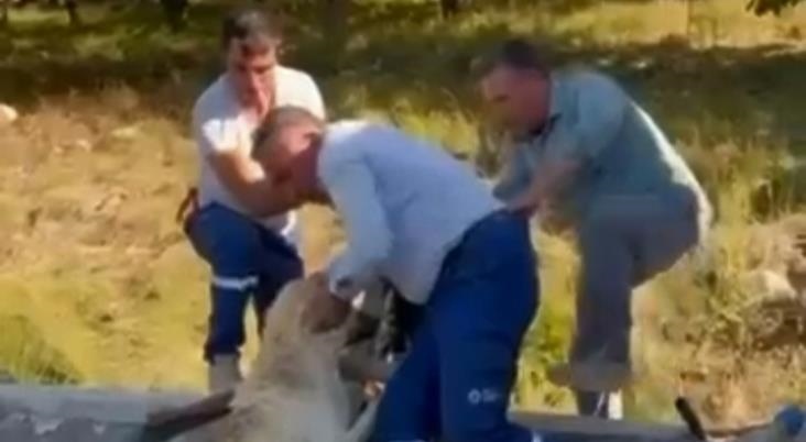 Mersin'de Havuza Düşen Köpek, Hayvansever Vatandaşlarca Çıkartıldı