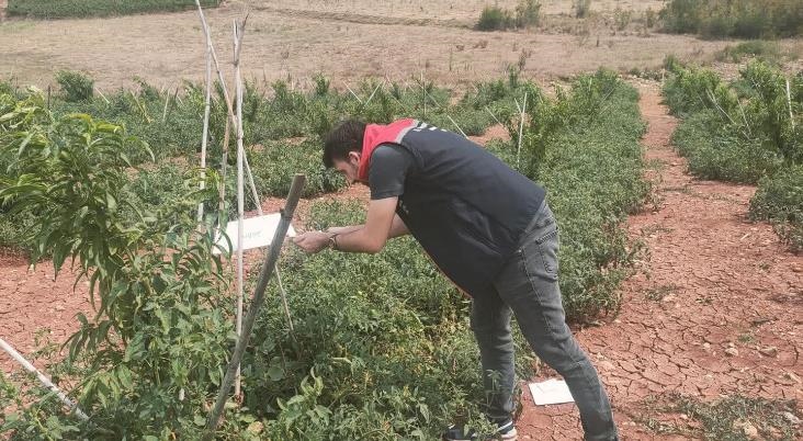 Çamlıyayla'da Dometes Güvesi ve Akdeniz Sineğiyle Mücadele Çalışması