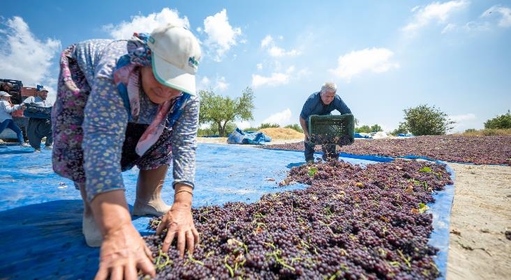 Büyükşehir’in Coğrafi İşaret Tescili İle Üreticinin Ürünü Değerleniyor