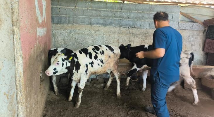 Çamlıyayla'da Şap Hastalığına Karşı Mücadeleyi Sıkı Tutuluyor