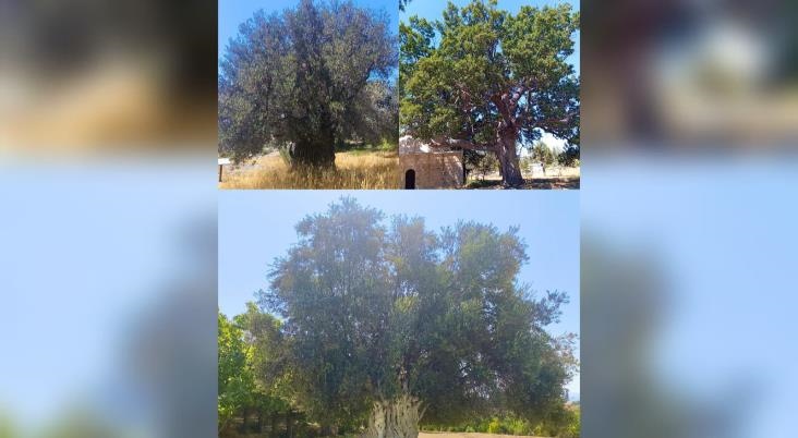 Mersin’de Anıt Ağaçlar İçin Vali Toros Başkanlığında Değerlendirme Toplantısı Yapıldı