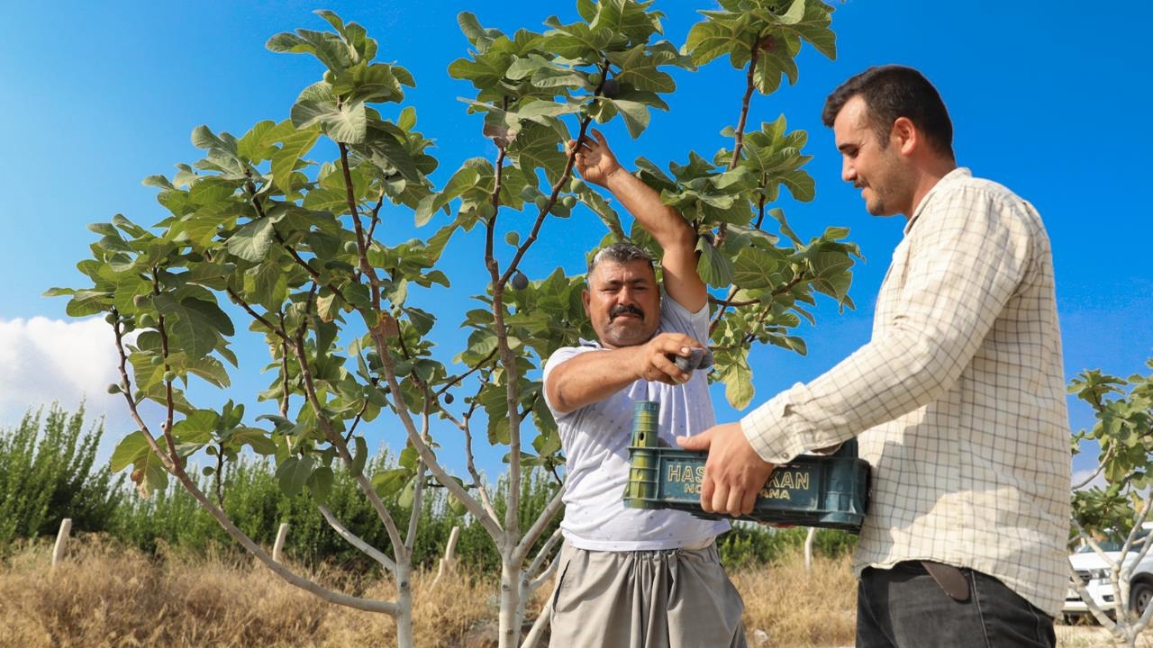 Mersin Büyükşehir’in İncir Fidanları Artık Meyvelerini Veriyor