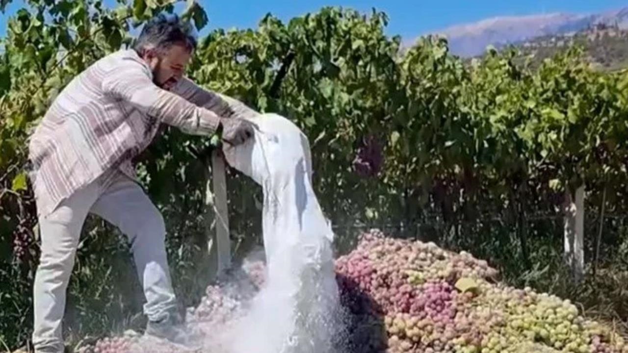 Üzüm Bağlarında Yasaklı İlaç Kullanıldı: 6 Ton Üzüm İmha Edildi!