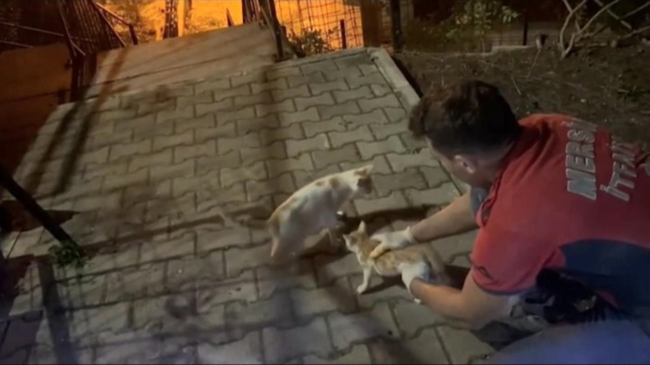 Mersin'de Beton Blok Arasında Sıkışan Yavru Kediyi Mersin Büyükşehir İtfaiyesi Kurtardı