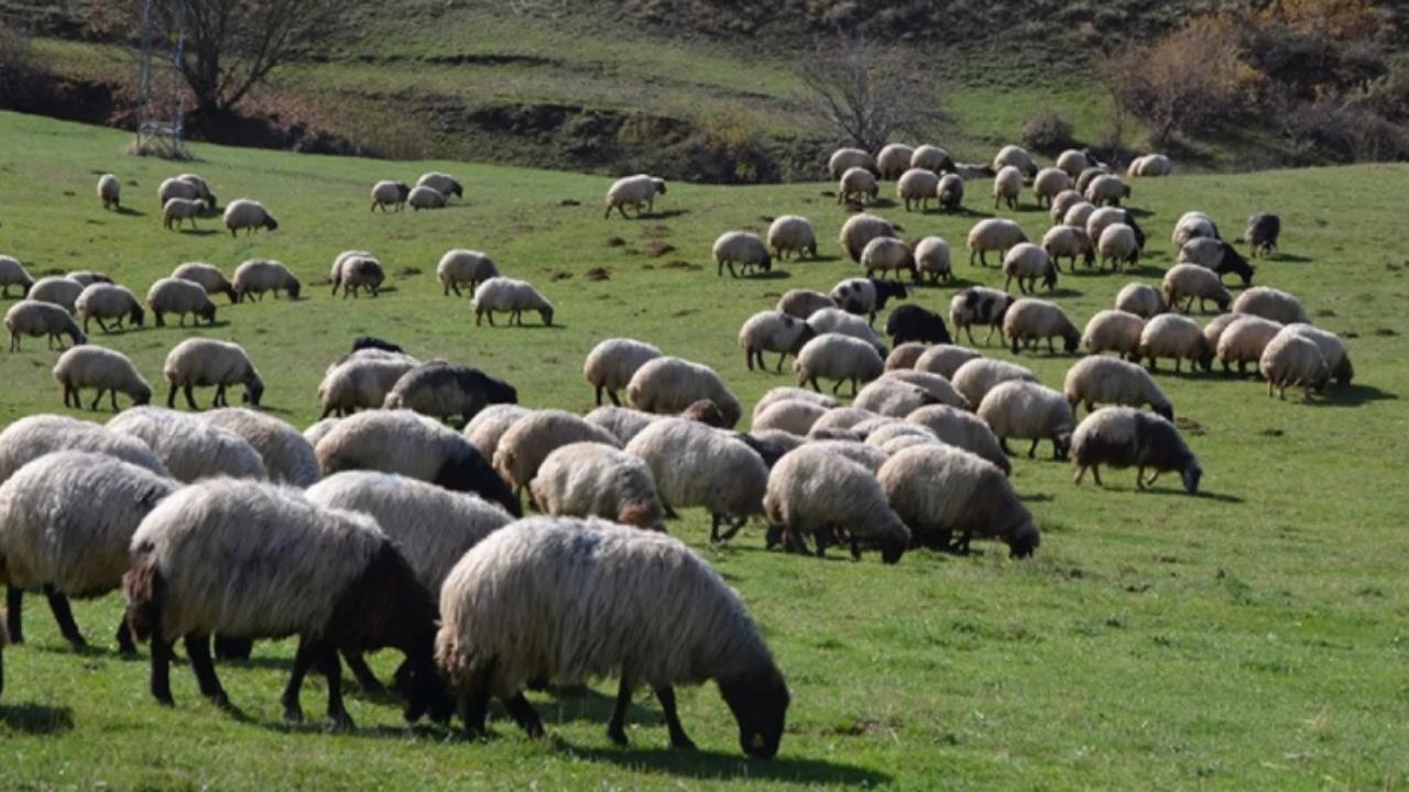 Bakan Yumaklı Açıkladı: Büyükbaş ve Küçükbaş Hayvan Sayısında Artış Yaşandı
