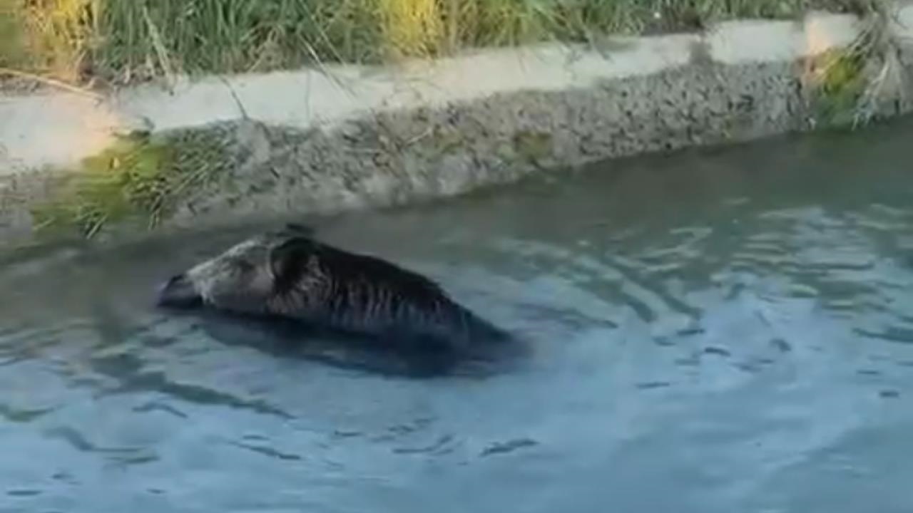 Mersin'de Sulama Kanalına Düşen Domuz İlginç Görüştü Oluşturdu