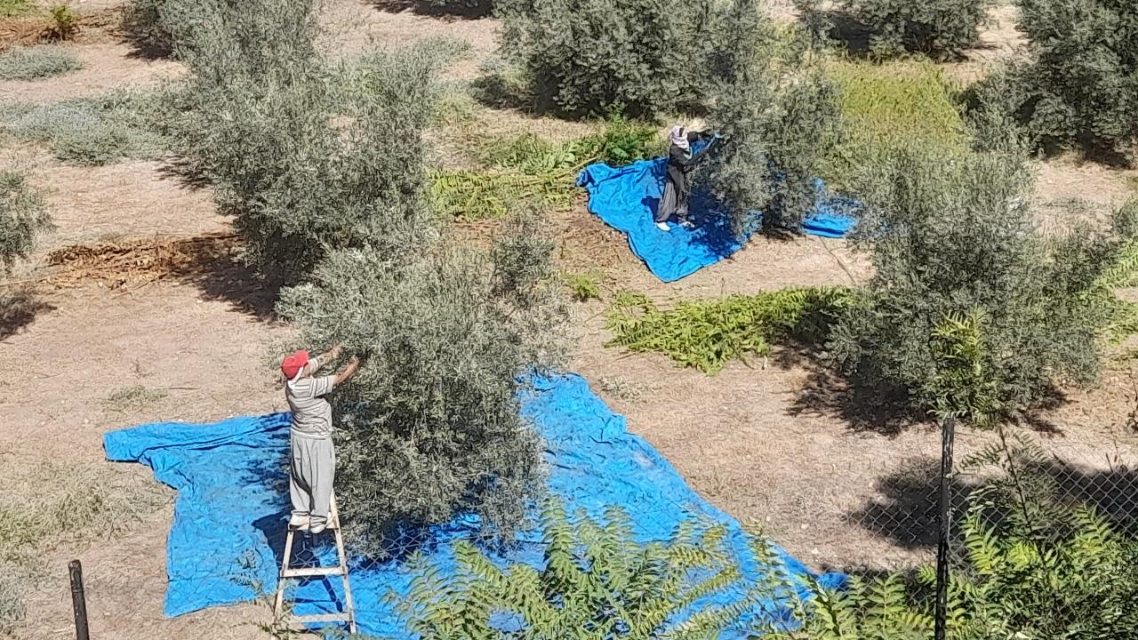 Tarsus'ta Zeytin Hasadı Başladı
