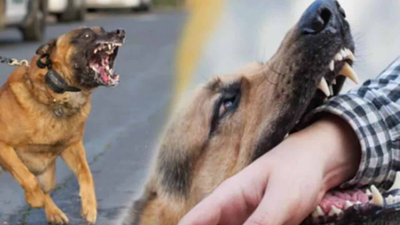 Başıboş Bırakılan Çoban Köpeği Saldırdı: 60 Yaşındaki Kadın Hayatını Kaybetti