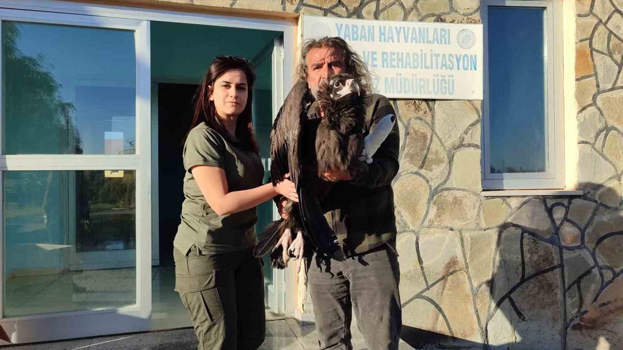 Bitlis'te Yaralı Kara Akbaba Kurtarıldı