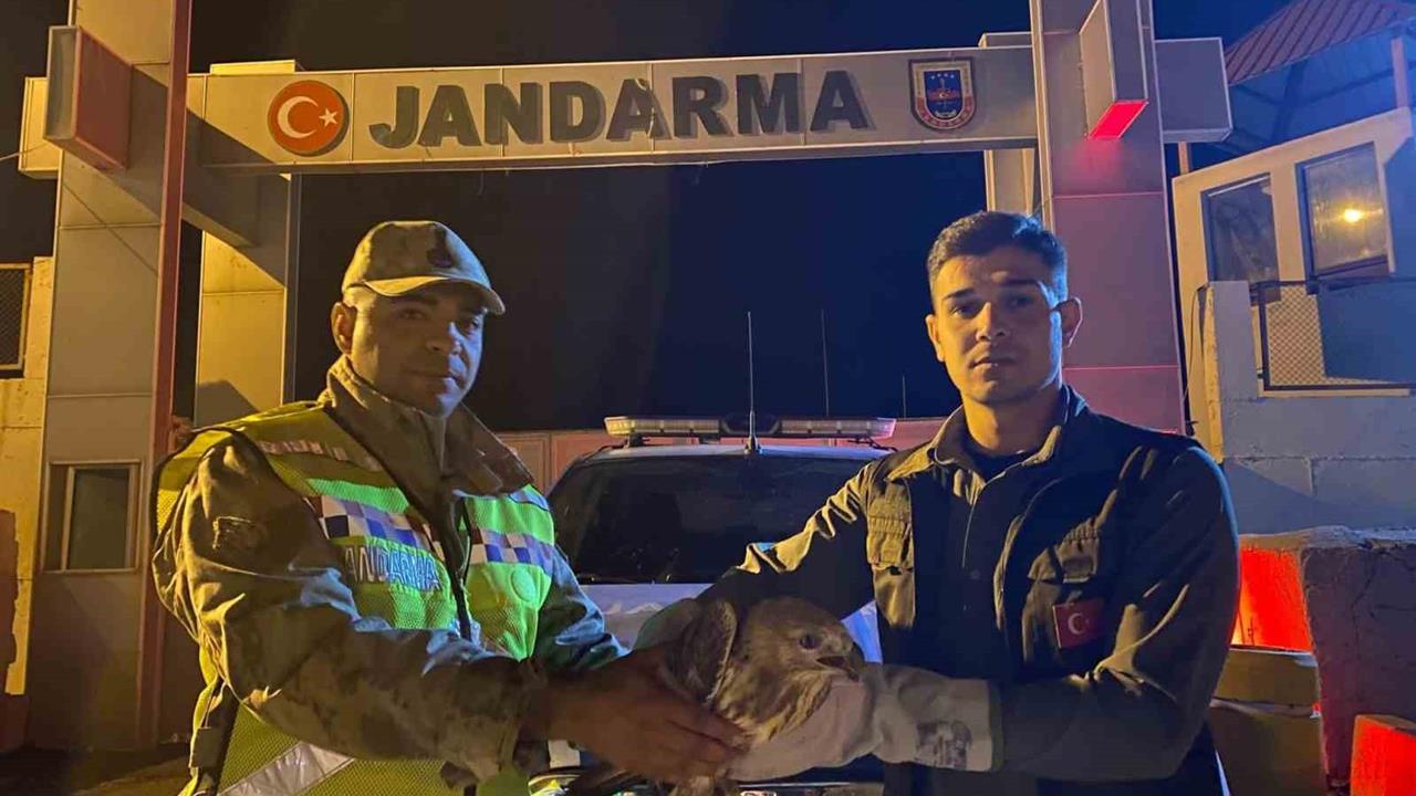 Van'da Yaralı Kızıl Şahin Tedavi Altına Alındı