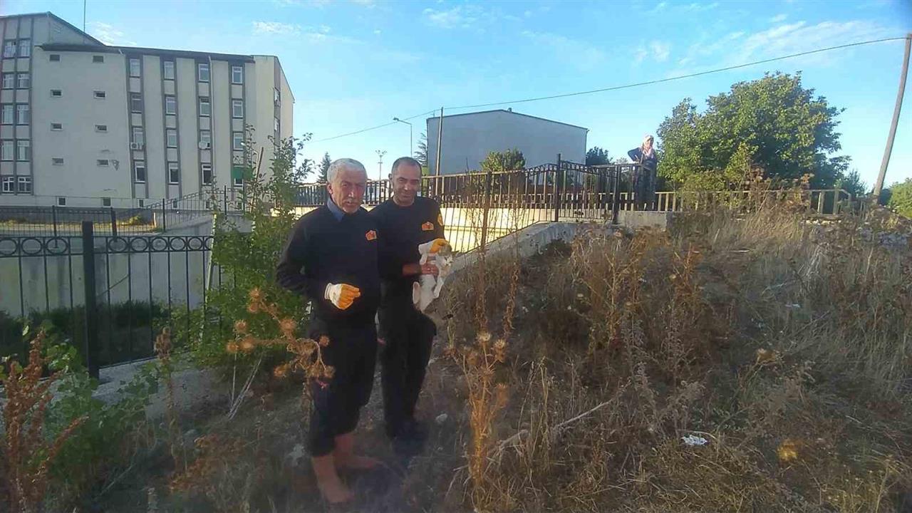 Kastamonu'da Çaya Düşen Engelli Kedi Kurtarıldı